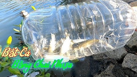 Cách Bắt Cá Đối Cực Kỳ Thú Vị | Gia Đình Cần Giờ .33 |