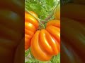 The Orange Accordion tomatoes 🍅 #fruit #halloween #nature