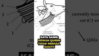 Download Lagu SAINS DI BALIK QURBAN MP3 Download Lagu SAINS DI BALIK QURBAN MP3