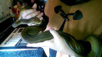 Sunfire goldenchild get purple albino retic python