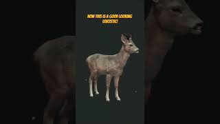 LEUCISTIC ROE DEER 3.000 kills in! 😱 | The Hunter: Call of The WILD