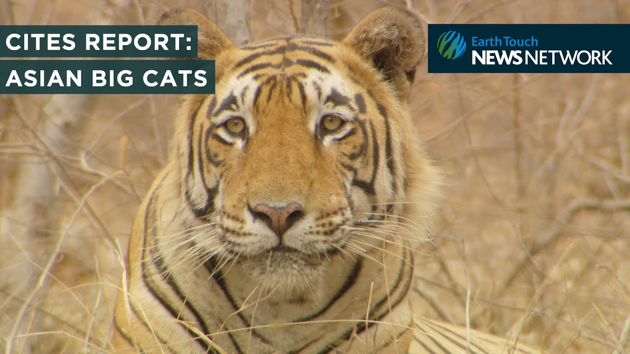 cite seq CITES species report: Asian big cats
