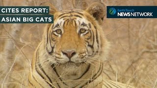 CITES species report: Asian big cats