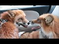 Невероятно! Две лисы едут в машине вместе