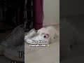 Please don’t tell anyone 🤭🤫 #daisy #helpmemakethismakesense #dog #cute #cutedog