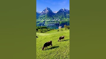 تلاوة خاشعة (هذا خلق الله) القارئ نعمة الحسان سورة لقمان