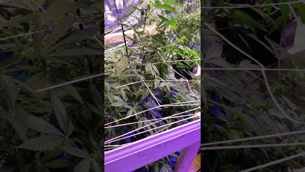 Grand lake High.  And grow.  2 18 2020