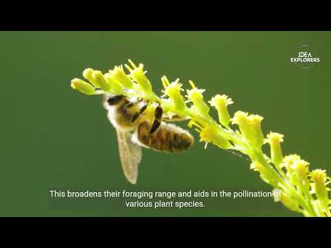 Video: Žemės bitė: aprašymas, kovos metodai, įdomūs faktai
