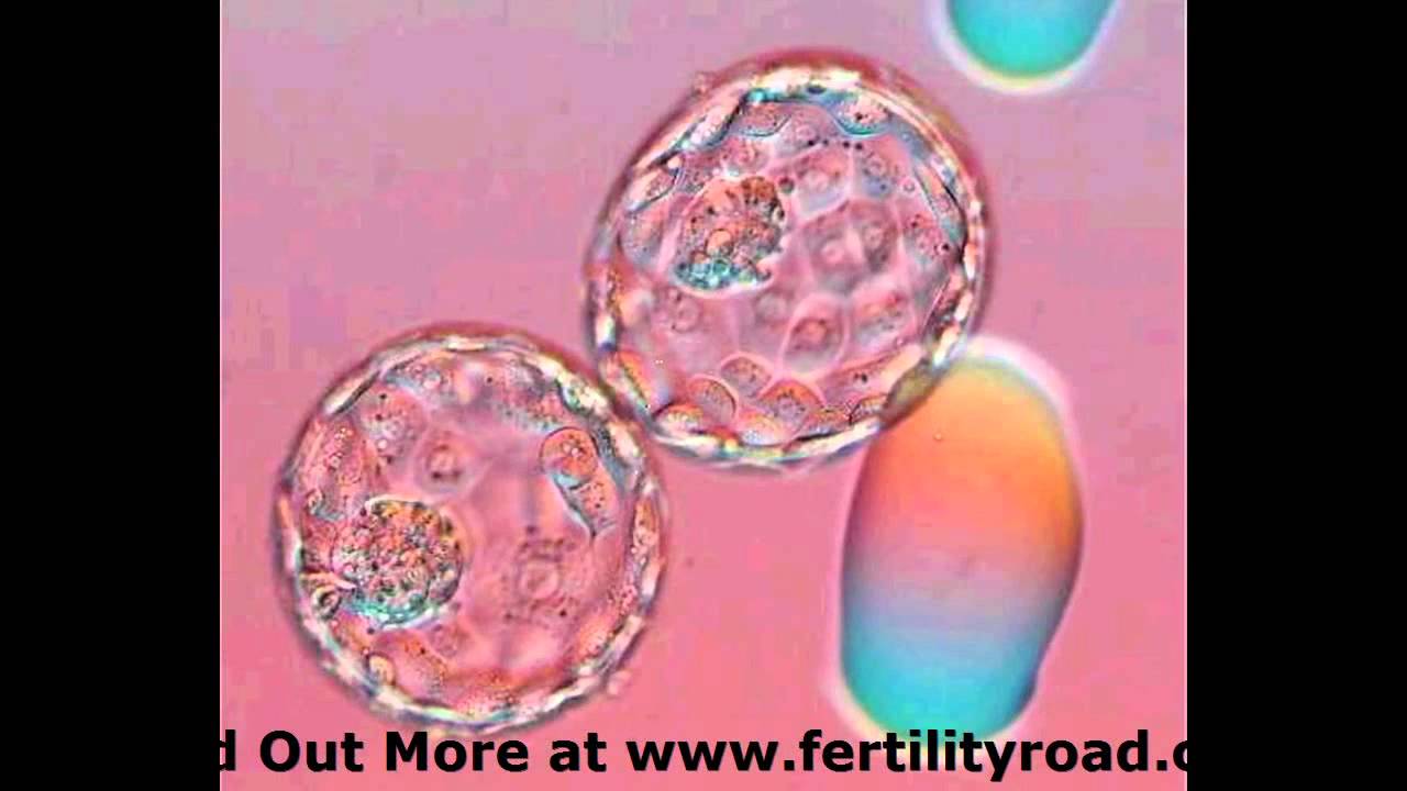 Frozen Blastocyst Transfer Success Rates - Fertility Road Magazine