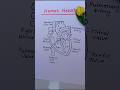 Human Heart Drawing with Labels | Biology ArtHuman Heart Anatomy Drawing | Study + ArtEasy #heart