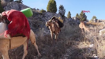 Torosların son göçerleri, dönüş yolunda
