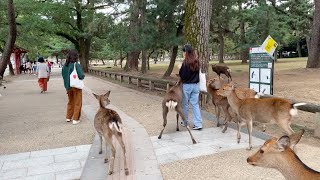 Walking around the tourist spots in Nara  was extraordinary!