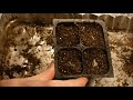 how to grow gerbera daisy from seed, how to germinate gerbera daisy seeds