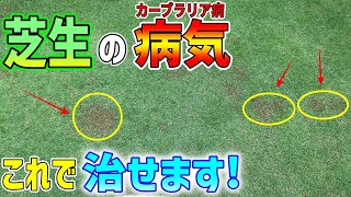 【芝生の病気】大丈夫です殺菌剤で必要なお手入れ方法、カーブラリア葉枯病の対策ご紹介します。