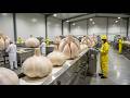 Inside a Garlic Powder Factory — From Fresh Cloves to Fine Powder Full Process
