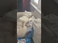 What your dogs sleeping position husky superman