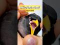 تاحالا تار صوتی مرغ مینا دیدین صوت مینا پرنده سخنگو زیبا Shorts Vocals Birds Myna تاحالا تار صوتی مرغ مینا دیدین صوت مینا پرنده سخنگو زیبا Shorts Vocals Birds Myna