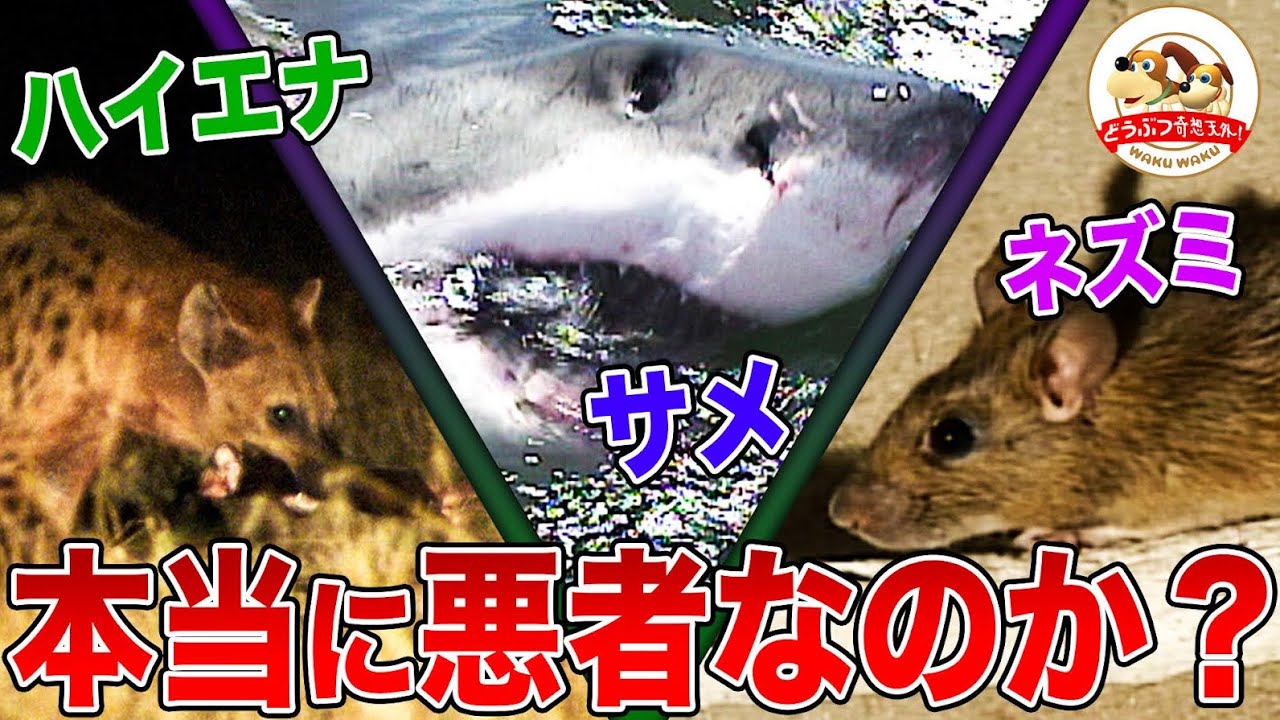 【真実に迫ります】サメ、ハイエナ、カラス、ネズミ... あなたはこの『ヴィラン動物』たちの本当の姿を知っていますか？【どうぶつ奇想天外／WAKUWAKU】