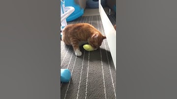 Teeth Grinding Catnip Toys Funny Interactive Plush Cat Toy Pet Kitten