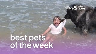 Funniest Animals   Best Of The 2020 Funny Animal Videos