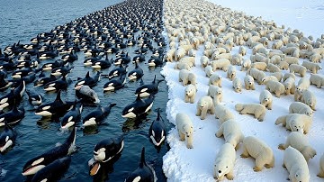 When a Hungry Polar Bear Meets an Orca