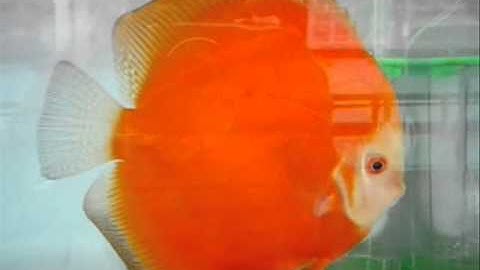 Cá Dĩa Quốc Tế  Đẹp 2010 Class2 3rd - Thiên Đường Cá Cảnh