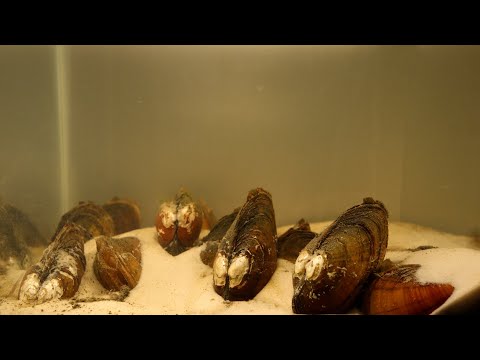 Video: Freshwater bivalve mollusk barley: paglalarawan, tirahan, pagpaparami