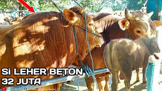 Sapi Limousin Si LEHER BETON 32 Juta 😮 || Lapak Mas Santok Sapi Bima Sakti