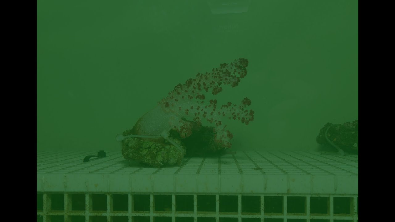 Dendronephthya at night - timelapse