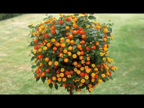 Video: Kliješta za okruglo lišće: uzgoj i njega