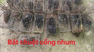Đặt chuột cống nhum địa điểm mới | Đoàn Nguyễn 