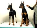 Doberman