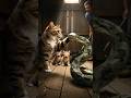 cat vs snake fight | mama cat saves her kitties