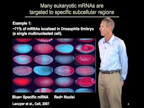 Roy Parker (U. Colorado Boulder/HHMI) Part 1: mRNA Localization, Translation and Degradation