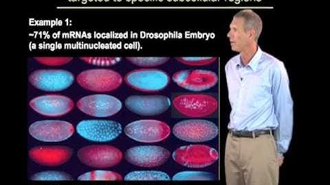 Roy Parker (U. Colorado Boulder/HHMI) Part 1: mRNA Localization, Translation and Degradation