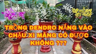 HOA LAN THANH LÂM HƯỚNG DẪN TRỒNG DENDRO NẮNG VÀO CHẬU XI MĂNG TÁC PHẨM | DENDRO CHỚP