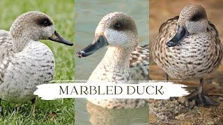 Marbled Teal Duck, Beauty In The Wild by Pups & Pets 46 views 9 months ago 4 minutes, 2 seconds