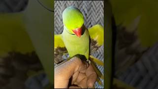 Pahari Toota Indian Parrot