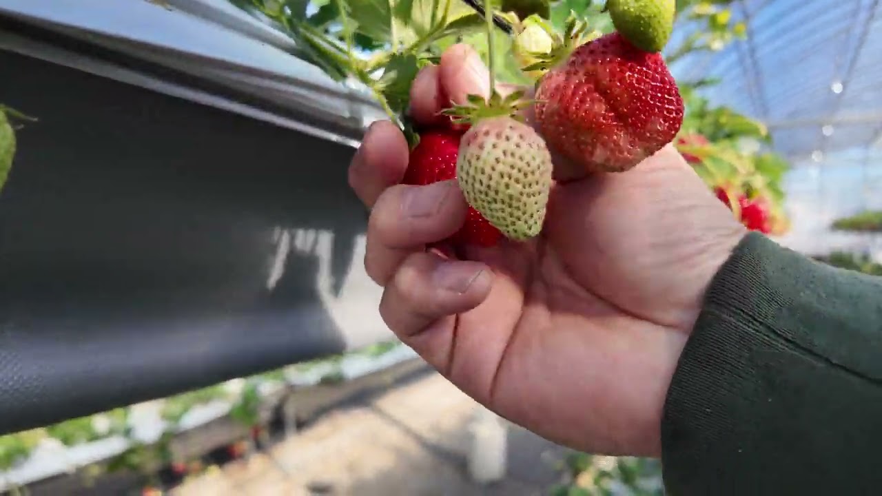 西島園芸団地 　いちご狩