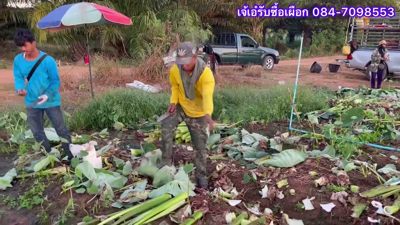 Ep.7 ขุดเผือก ต้นเผือกก็ขายได้!!! ที่ ด่านทับตะโก ราชบุรี | เจ้เอ๋เผือกหอม 084-7098553 #เผือก #taro