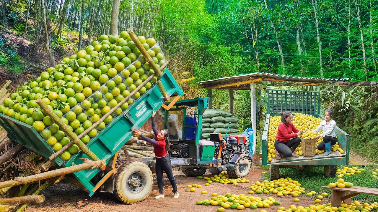 Use Truck to Transport 200,000 KG of Lemons | Overloaded on Difficult Road To Sell