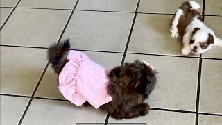 Two Shih Tzu Puppies played crazy together || double the cuteness ￼ by Shih Tzus are the Best 650 views 14 hours ago 1 minute, 3 seconds