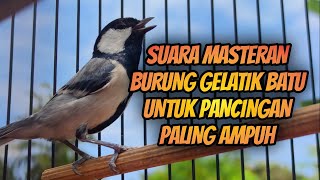 GELATIK BATU GACOR ‼️ SUARA MASTERAN BURUNG GELATIK BATU UNTUK PANCINGAN PALING AMPUH #296