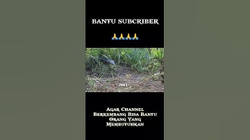 Begitu Cepat Reaksi Ruak Ruak Saat Melihat Pikat