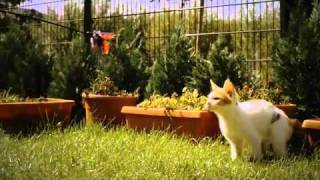 Cat with hi-speed camera(Positive video :) (C)RTBF (http://www.youtube.com/user/rtbf), 2011-02-08T08:49:40.000Z)