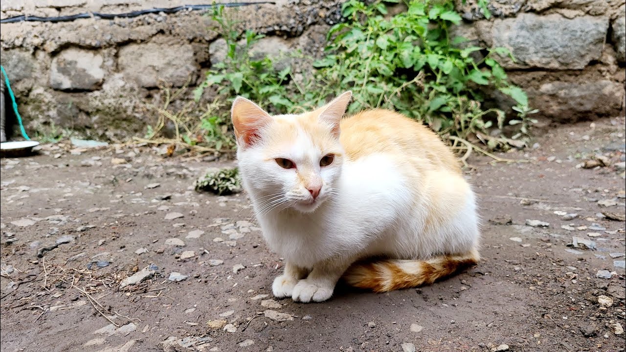 filming a CAT 🐈 in this rainy season 🌧 🌊 CAT LIFE 😻