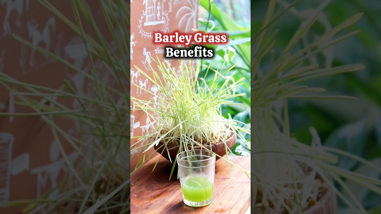 Ep-92 of Vedic Recipes (Barley Grass Benefits)Barley Grass juice for blood sugar control & diabetes