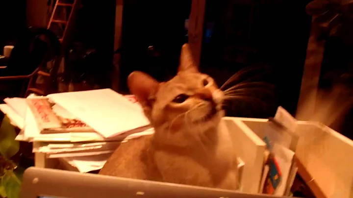 Video 1961541: cat kitten, singapura kitten, kitten catching, kitten mouse