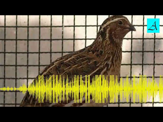 [Audio Master] Cukup 3 menit!!! Burung Puyuh bakal buka paruh dan gacor class=