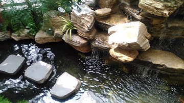 THI CÔNG HỒ CÁ KOI   QUÁN CAFE ORANGE TÂN BÌNH